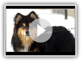 Perro Finlandes de Laponia - Raza de Perro